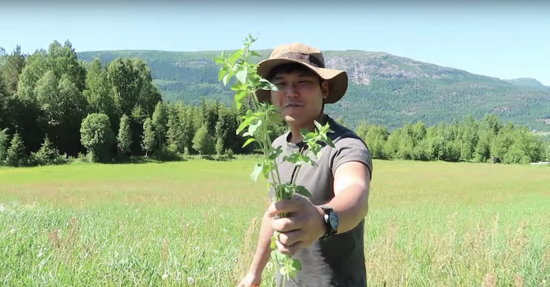 ノルウェーで農業ボランティア（WWOOF）してる僕の一日を公開！